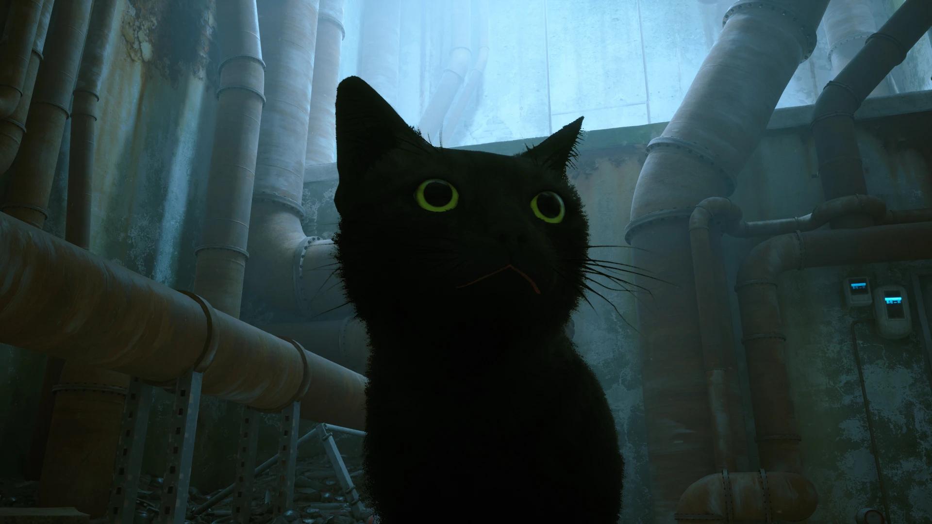 绿眼睛的黑猫(请求)封面