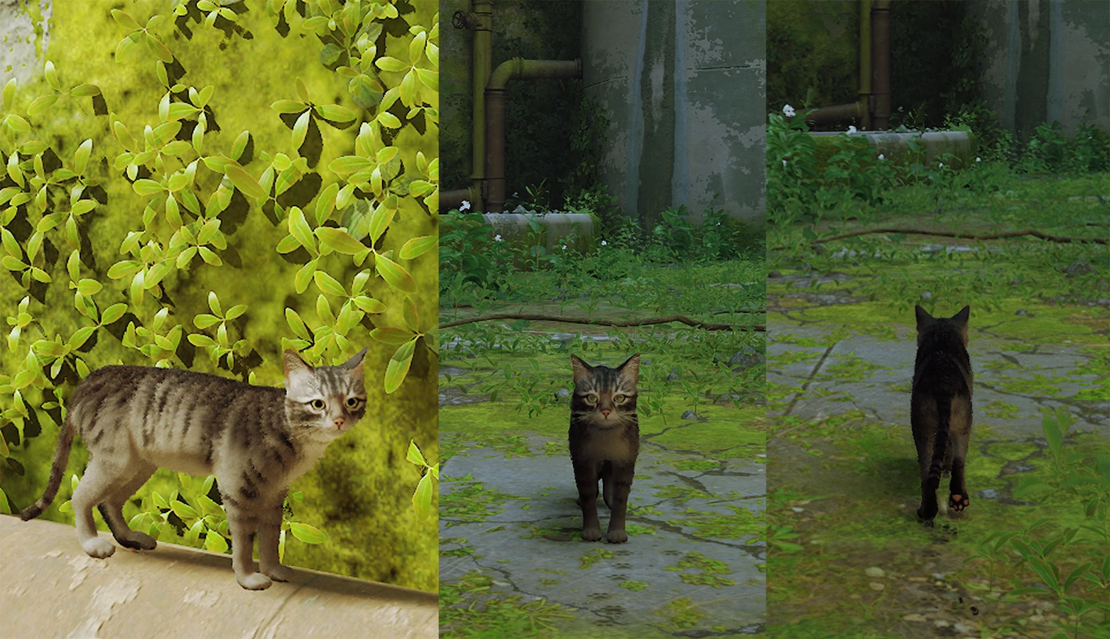 灰色虎斑猫封面