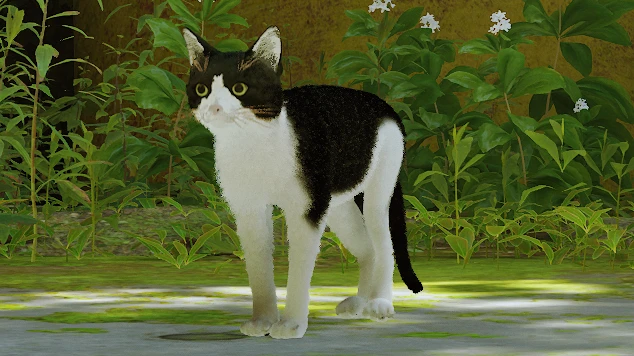 燕尾服猫（基于我的真猫）封面